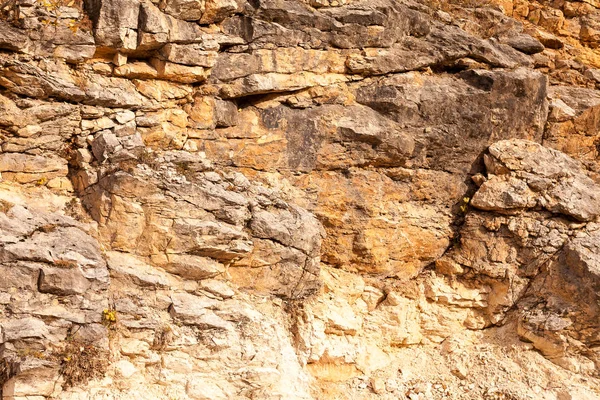 hayat, biyoloji, ekoloji kavramı. çeşitli otlar taneleri dağ tarafı çatlaklar için rüzgar tarafından aktarılır ve o zaman onlar orada, kendi varlığı için kavga büyüyor