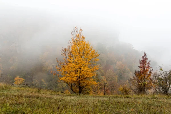 beauty of nature, weather, autumn concept. there is tree all covered by foliage of bright yellow colour, that is why it is standing out even in the fog and looks like torch
