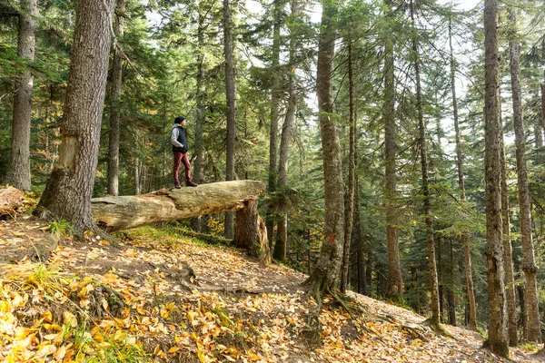 doğa, orman koruma, çevre kavramı. onun güçlü kardeşler ve adam giyen sonbahar kıyafetleri arasında zemin üzerinde kırık ağaç gövde yalan gibi kazanan bu gövde üzerinde duruyor