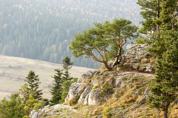 Znečištění vzduchu, ochrana přírody, eco životní styl konceptu. v pozadí kopec s velkým polem je rock se spoustou jehličnatých stromů, jeden z nich má raději formuláře — Stock fotografie