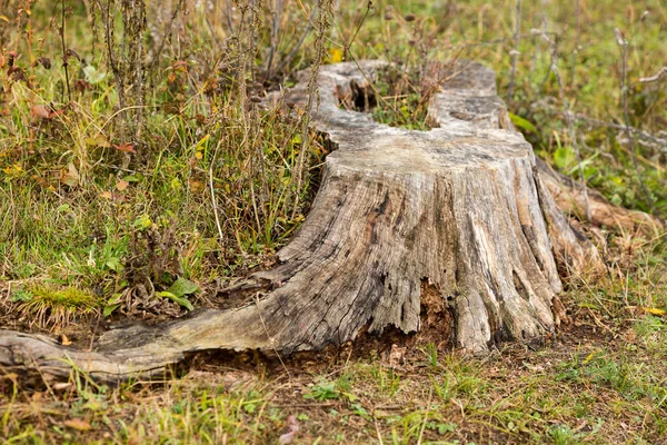 Natura, botanica, concetto di erba. vecchio tronco d'albero con lunghe radici è circondato da erba e piante selvatiche essiccate e fiori, foglie cadute infilate lì in paglie — Foto Stock
