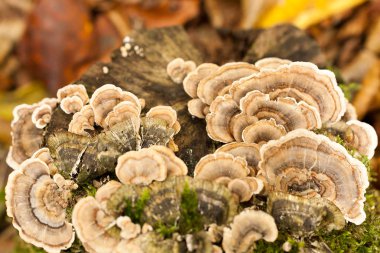Gıda, biyoloji, peri masalı kavramı. üzerinde yetişen güzel mantar eski ağaç kütüğü ormanda yaşamak küçük periler için büyülü merdiven gibi görünüyor
