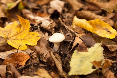 manzara, sonbahar, doğa kavramı. Beyaz kap hakkında çürümeye ve sadece eski yaprakları arasında büyüyen küçük karlı ile şirin küçük muchroom sarı olanlar düştü