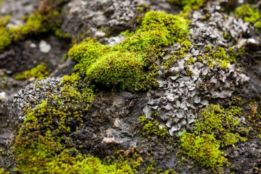 çevre, botanik, kavram bitkiler. ağacın gri Barka ıslak ve dokulu yüzey vardır yeşil demet farklı yosunlar ve hatta ahşap tahta kiremit