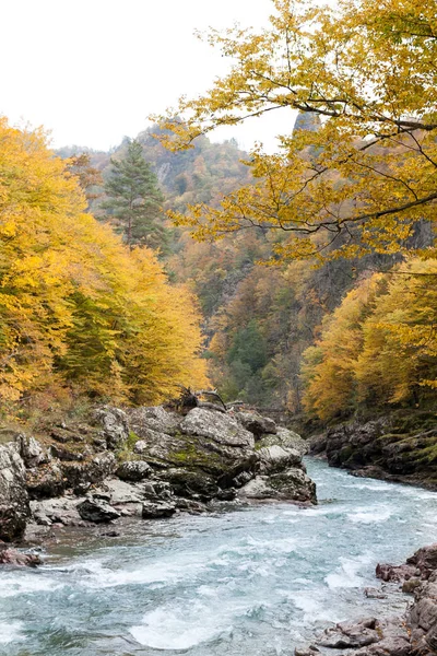 Příroda, výlety, Treking koncept. dřeva, složeného z různých druhů stromů a rostlin roste na obou stranách malé řeky, která teče z vysokých hor — Stock fotografie