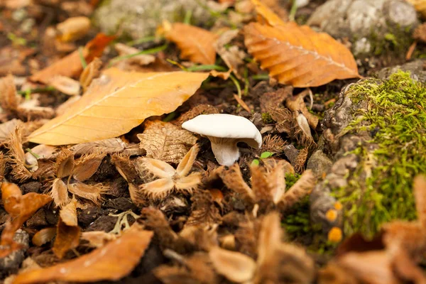 micro world, food, environment concept. lonely small white mushroom that is growing among dead leaves, moss and old prickly skin of walnuts, ripened in autumn