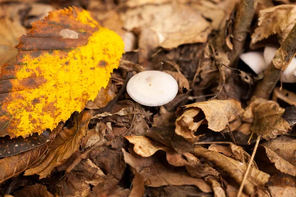 Mat, säsong, skönheten i naturen koncept. närbild på lite svamp med rena vita mössa som växer bland torkade och bleka blad i närheten med fortfarande gult löv — Stockfoto
