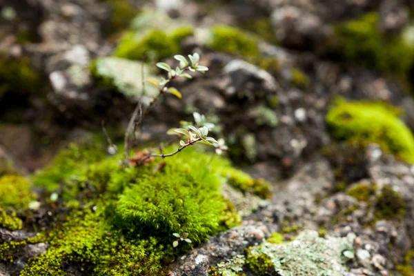 Micro livet, forska, miljö koncept. närbild av rock som är täckt av grönt och fluffig mossa och andra olika växter som växer i dess inskärningar som — Stockfoto