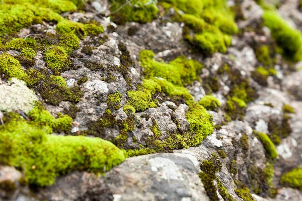 Botanik, natur, livscykel koncept. makro foto av klippan omfattas av massa färska fuzzy och ljus gröna mossor som växer i skårorna och sprickor av dess yta — Stockfoto