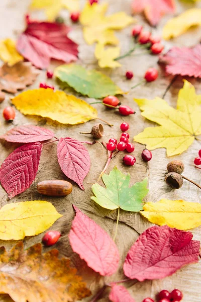 Colouring, environment protection, background concept. there are different berries such as from rowantree, rosehip and dogwood places in the middle of few autumn leaves of fire colours — Stock Photo, Image