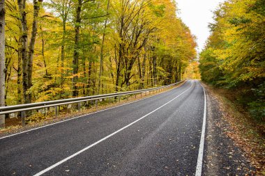 doğa, seyahat, sezon konsept araba. parça iki taraftan bir sürü ağaçlar, çalılar ve diğer bitkiler yaprakları güneşli sarı ve hafif yeşil coloures ile