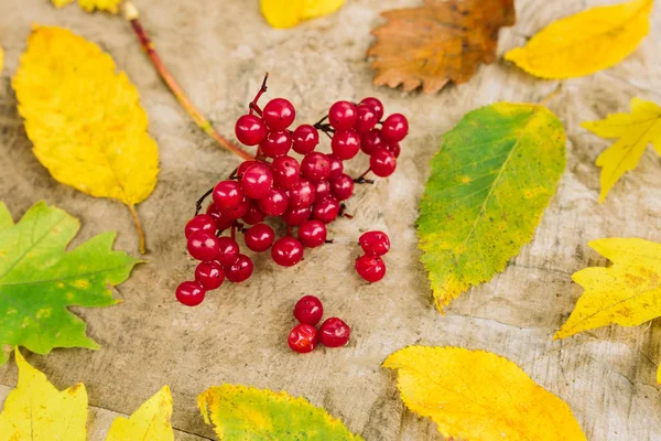 Food, healthy lifestyle, season concept. wonderful close up of wet after rain bunch of bloody cripmson berries taken from rowantree and placed on wooden table nearby with autumn leaves — Stock Photo, Image