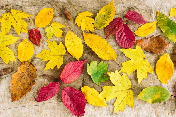 Sonbahar, düzenlenmesi, dekorasyon konsepti. Üstten Görünüm akçaağaç, kavak, meşe ve diğer gibi farklı ağaç yapraklarından üzerinde. her biri kendi form, boyutu ve hatta gölge vardır