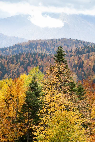 Hava, hayal gücü, kavram hiking. coloures palet küçük tepeler gizlenmiştir sisin içinde yetişen büyülü ormanda sundu sonbaharda tüm çeşitliliği