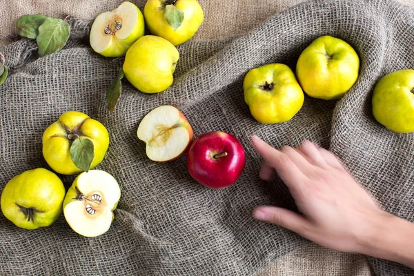 , gıda, sonbahar kavramı mevcut. Beyaz adamın kolu hayalet bir kol gibi görünüyor, ayvaları tarafından çevrili parlak parlak koyu kırmızı elma işaret ediyor