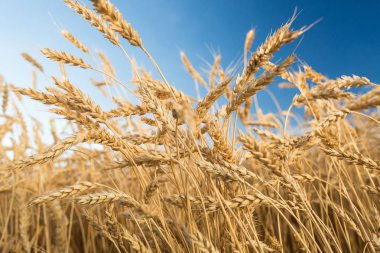 Fırın ürünleri, tarım, çevre konsepti. Yüksek mavi gökyüzünün arka planında yumuşak tohumların ağırlığı altında eğilen zengin altın buğdaydan güzel ağır kulaklar.