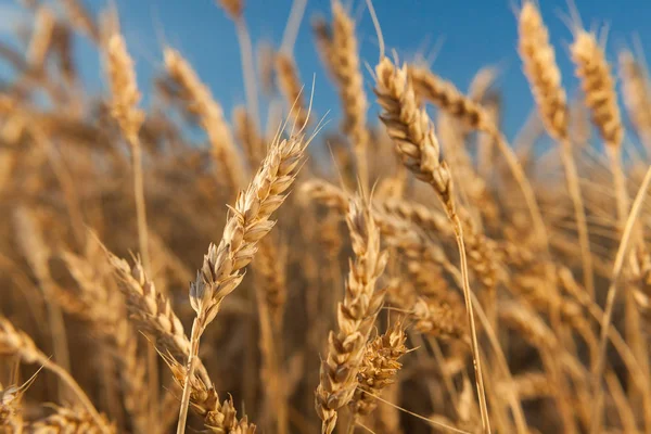 crop, agriculture, plant families concept. close up of popular cereal wheats, cultivated grass, with heavy golden tops ready for harvesting and processing