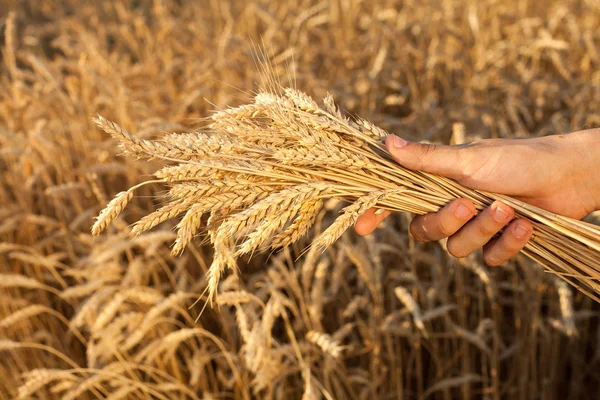 Farming Agriculture Cereal Concept Tough Right Arm Workman Thin Bunch Stock Photo