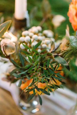 dikim, kavram büyüyen bitki bir hizmettir. uzun ince narin yaprak yakın zarif yuvarlak biçimi, bunlar küçük vecize bir parçası ve bu dekorasyon için kullanılan