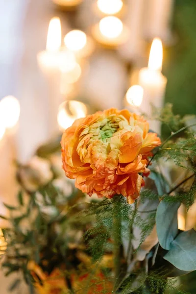 Ontwerp met bloemen, planten, concept voorleggen. op de achtergrond van de blured is er grote bud van delicate bloem, tea rose met een heleboel bloemblaadjes, heeft geweldige oranje kleur van de rijzende zon — Stockfoto