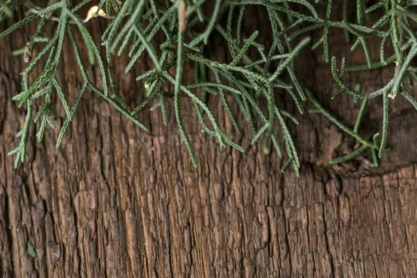 Greening, natureza, conceito de fundo. há perto de partes verdes escuras da bela árvore de coníferas chama cypriss que é colocado na superfície texturizada da mesa de madeira — Fotografia de Stock