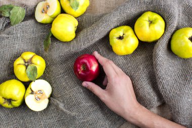 netural ürünleri, kırsal, kavramı kırpma. küçük kol beyaz gencin ince parlak tutan ayvaları denilen güneşli sarı meyve tarafından çevrili Kırmızı elma parlayan