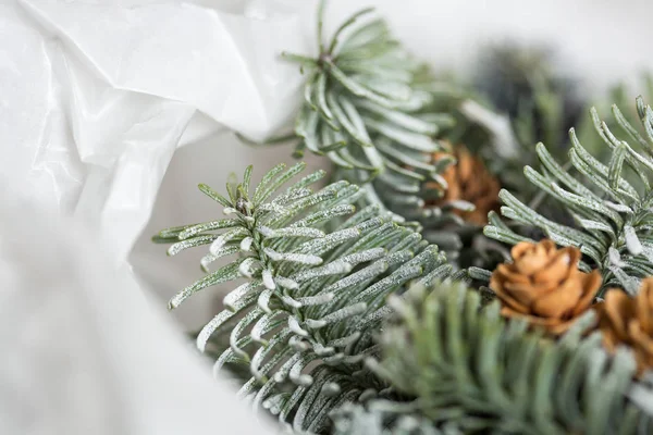 Doğa, büyüyen, çiçek dekor kavramı. taze şube yakın küçük pinecones aralarında gizli ile kozalaklı ağaç onlar donmuş ve beyaz kağıt sarılmış — Stok fotoğraf