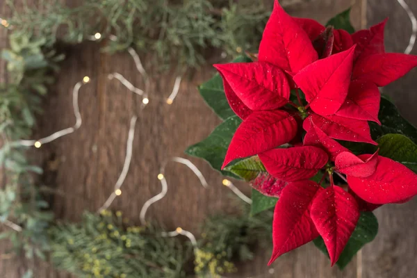 장식, 휴일, 개념을 심기입니다. 크림슨 크리스마스 이브 꽃, 겨울의 가장 인기 있는 기호 중의 상위 뷰 공휴일, 포 인 세 티아 라는이 식물 및 놀라운 밝은 잎 — 스톡 사진
