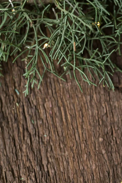 Vinter, naturmaterial, eco vänliga koncept. närbild av färska gröna grenar av cypriss placeras på den mycket strukturerad träskiva, några twinkle lampor är skinande i anläggningen — Stockfoto