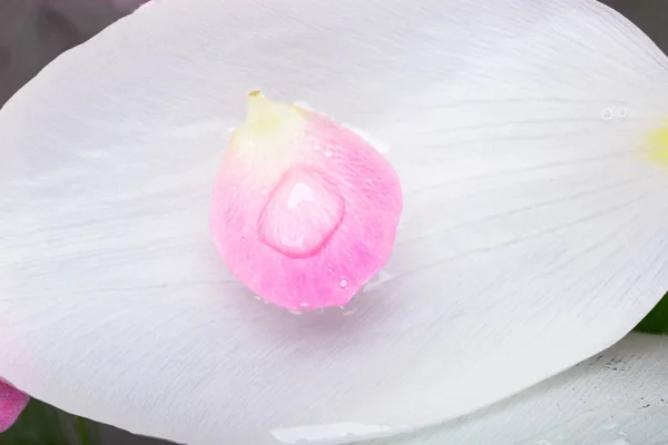 nature, decoration, environment concept. there is close up of two petals that are placed one in other, big white one fell from tulip, it is like boat for small pink petal of cherry blossom