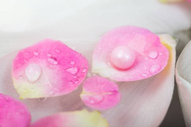 Geçmişi, kadın günü, uyum konsepti. Beyaz lalelerin yaprakları arasında süzülen açık pembe renkli ıslak taç yapraklarını kapatın.