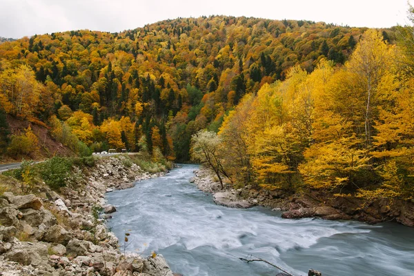 circle of life, countryside, hiking concept. magnificent nature in season of autumn, there are bright trees of golden yellow colour and mountain river full of rough waters after rains