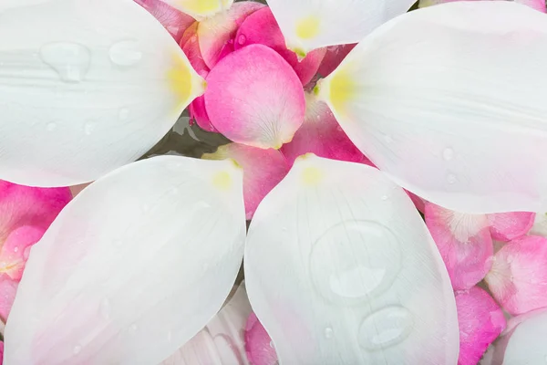 Καλλιέργεια, πρασίνισμα, έννοια της χλωριδικής εργασία. υπάρχουν μεγάλα λευκά πέταλα που επιπλέουν στην επιφάνεια της διαφανούς καθαρό νερό, συνθέτουν έναν κύκλο και να μοιάζουν με λουλούδι από την κορυφή άποψη — Φωτογραφία Αρχείου