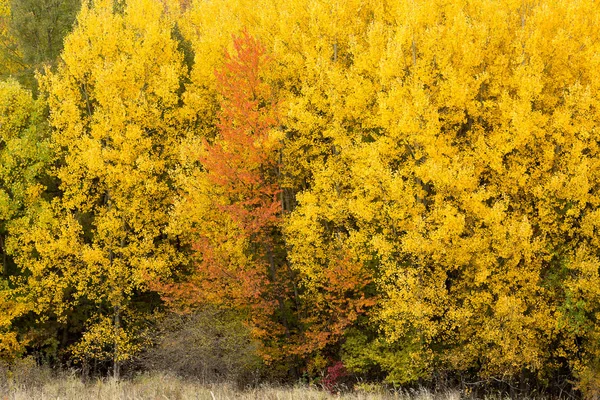 seasons, wild nature, ecology concept. almost all trees are covered bright yellow leaves but some of them turned red or even coral coloures with the coming of autumn