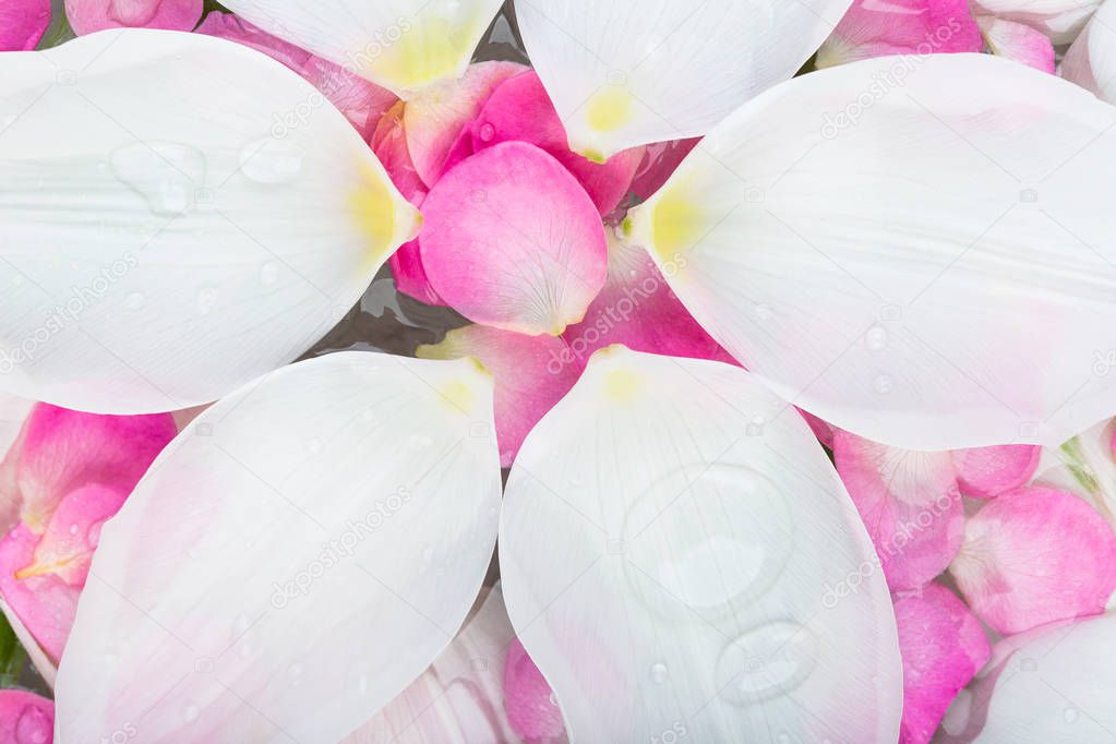 nature, calm, harmony concept. there is close up of adorable snowy white petals of tulip flowers that like little boats are floating on the surface of clean water in basin