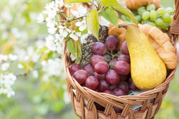 spring, harvest, weekends concept. there are lots of juicy fruits in the wicker basket, it is full of pears and bunches of grape in different variety, among them there are some croissants