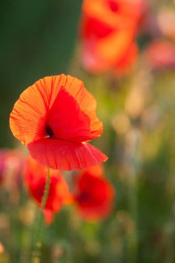 Doğa, ilkbahar, yaz, çiçek konsepti - güzel kırmızı gelincik çiçeği yakın çekim. Bahar tarlasında çiçek açan haşhaş, güneşli bir günde yeşil çimenlerin arka planında dikey.