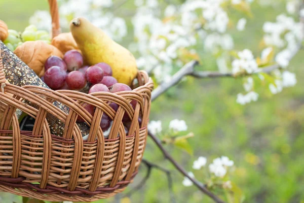 Pékség, kezelés, betakarítás koncepció. a piknik kosárba mosott tiszta gyümölcsök között megtalálható néhány fajta kenyér és criossants készített egy gyors nosh a virágzó kert — Stock Fotó