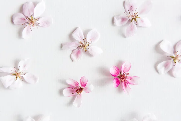 Draufsicht Auf Weißem Hintergrund Gefüllt Mit Sakura Blumen Konzept Der — Stockfoto