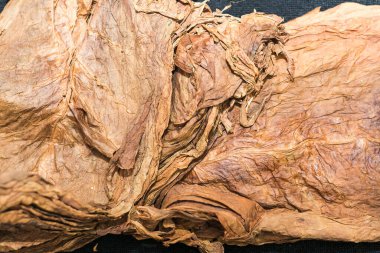 Erkeklerin elleri Küba purolarını geleneksel yöntemler ve teçhizatlarla büker. İş yerinde meraklısı.