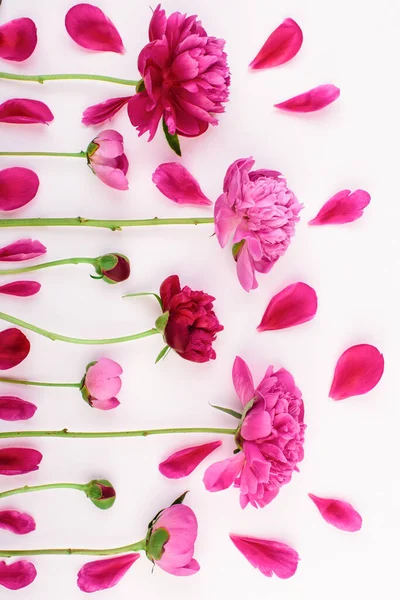 Wzór Różowymi Fioletowymi Kwiatami Płatkami Piwonii Białym Tle Kwiatowa Faktura — Zdjęcie stockowe