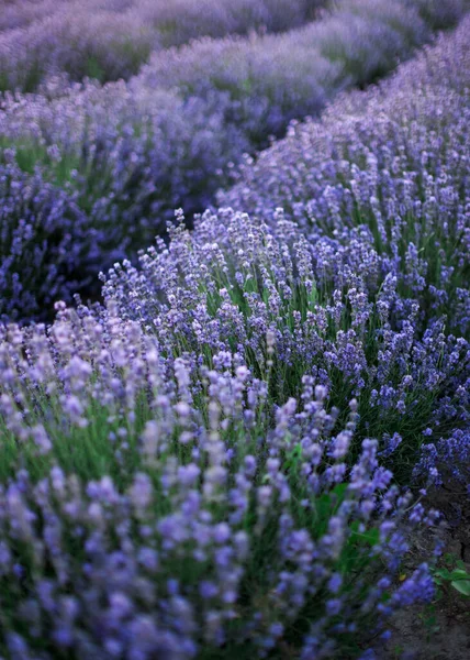 De blommande lavendelbuskarna. Solnedgång blomma violett fält sida vy — Stockfoto