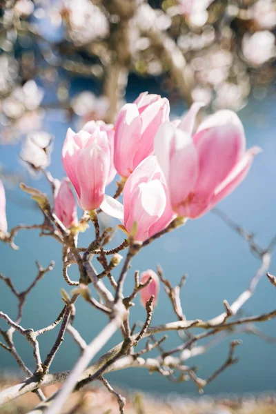 Όμορφα Ροζ Λουλούδια Μανόλια Στο Κλαδί Φωτεινή Ηλιόλουστη Μέρα — Φωτογραφία Αρχείου