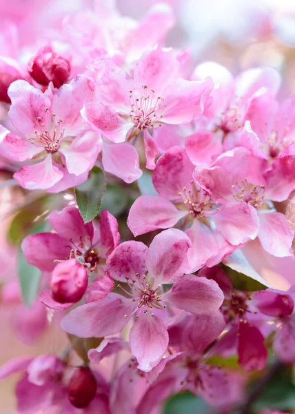 Makrofoto Von Blühenden Rosa Kirschblüten Auf Einem Zweig Konzept Der — Stockfoto