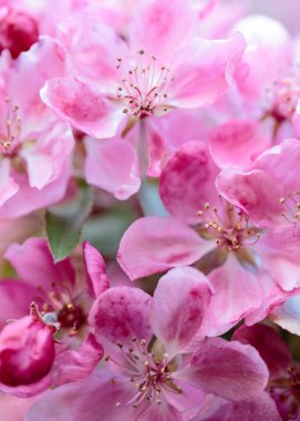 Gün batımının altın ışıklarında çiçek açan pembe kiraz ağacının genel resmi. Kadın güzelliği kavramı, yumuşaklık ve gençlik kavramı.. 