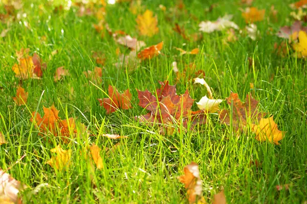 Fallendes Laub Herbstwald Bei Sonnigem Wetter — Stockfoto