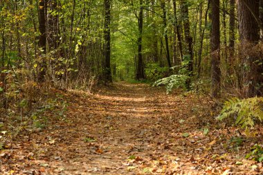 sonbahar yaprakları ile mayınları orman yolları