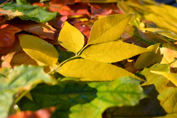 Herbsthintergrund. Herbstlaub — Stockfoto