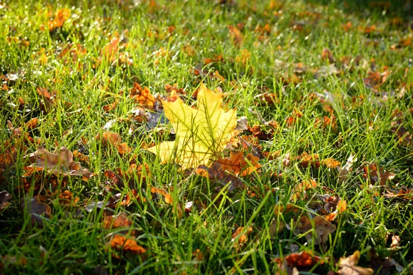 Opadłe liście w jesiennym lesie przy słonecznej pogodzie — Zdjęcie stockowe