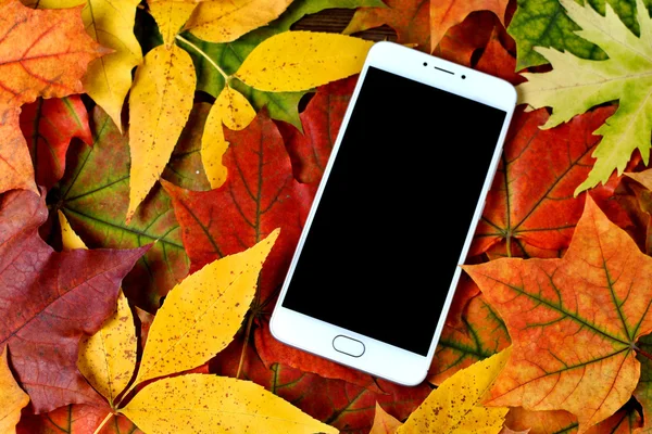 cep telefonu üzerinde renkli sonbahar yaprakları